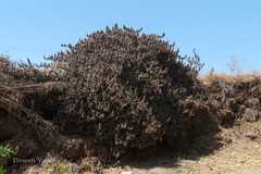 Pogostemon benghalensis